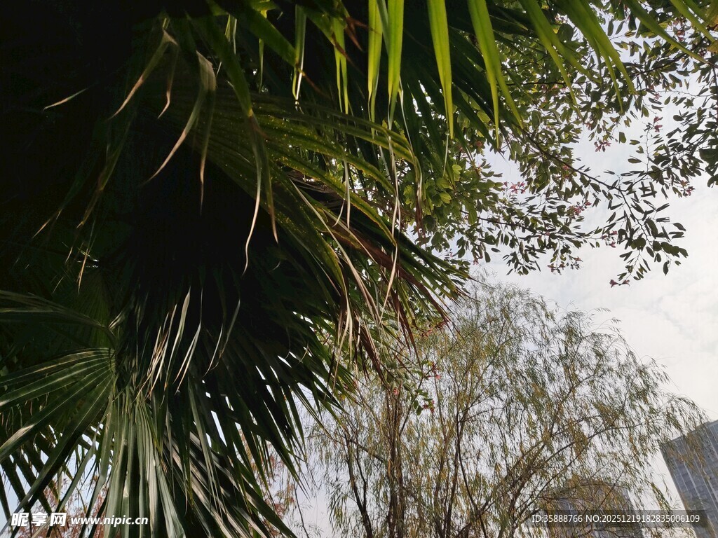 棕榈叶下的朦胧景致