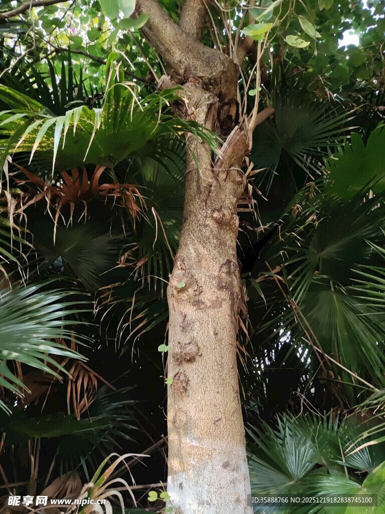 高大树干与繁茂绿植景观