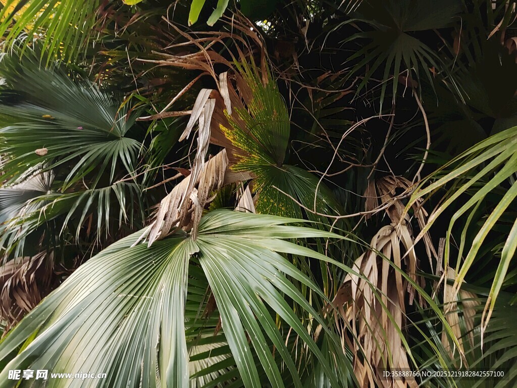 热带植物中的独特叶片景观