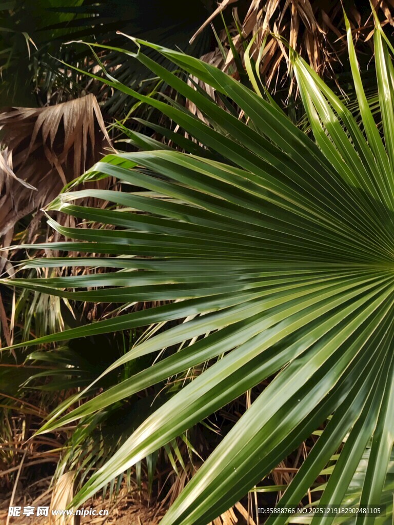 翠绿扇形棕榈叶特写