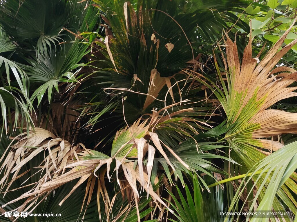 热带植物景观叶片繁茂