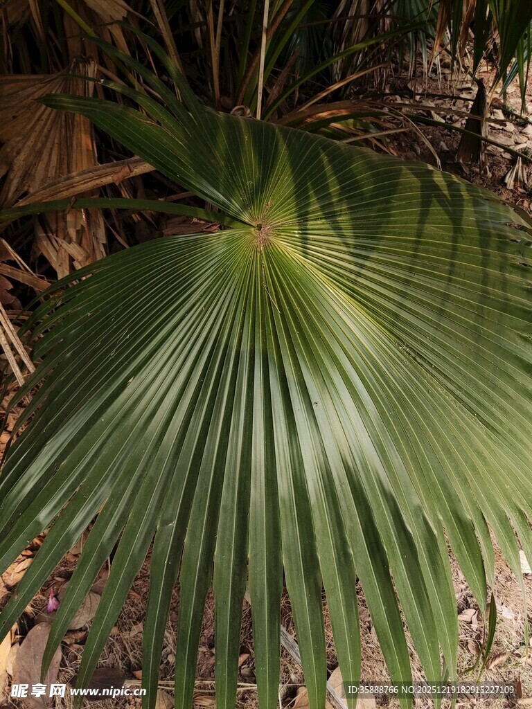 扇形绿叶的独特棕榈植物