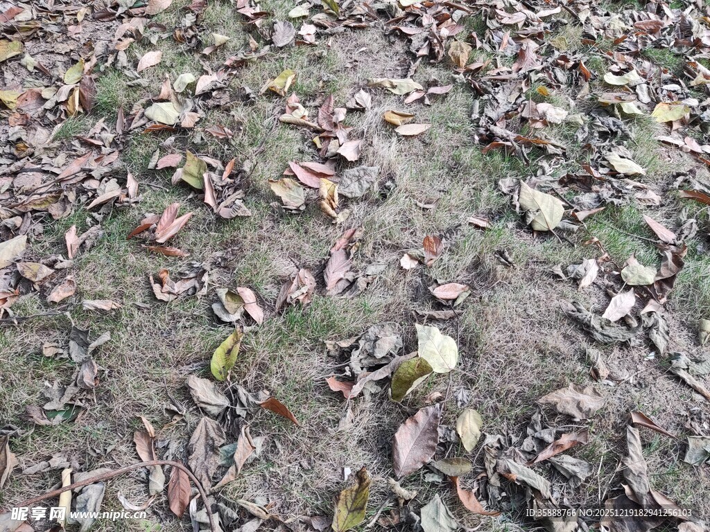地面散落枯叶景象