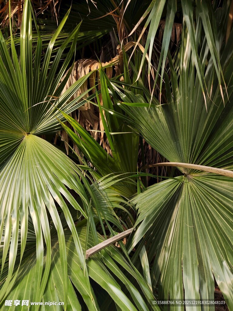翠绿扇形棕榈叶特写