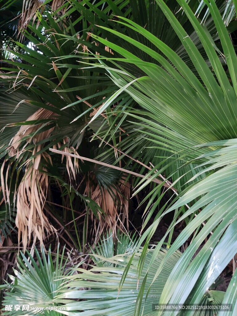 茂密棕榈植物景观