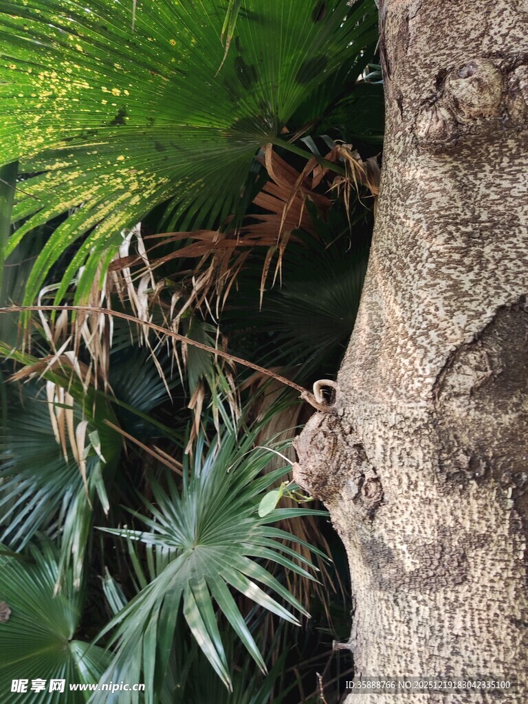 棕榈树旁的绿植景致