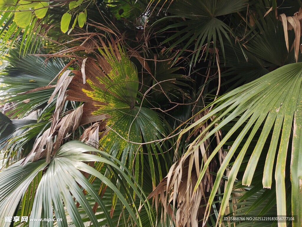 热带植物景观
