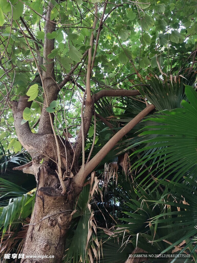 树干上栖息的鸟儿与绿植