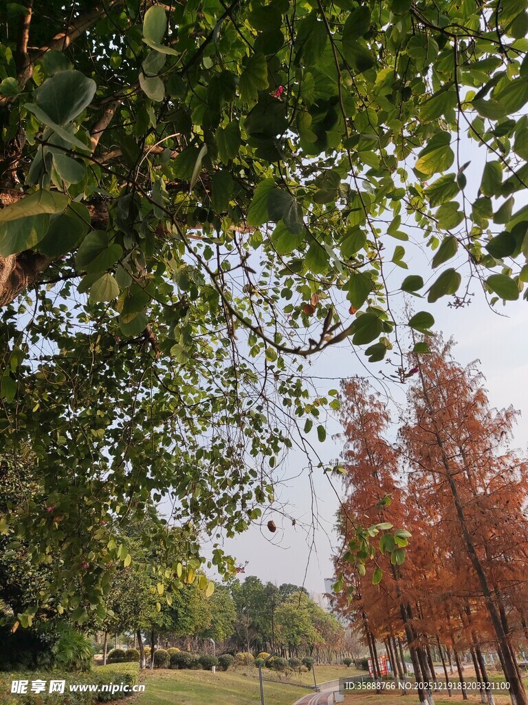 秋日林间树木景致