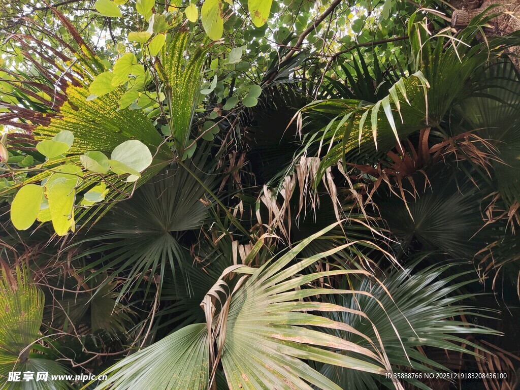 多样热带植物景观