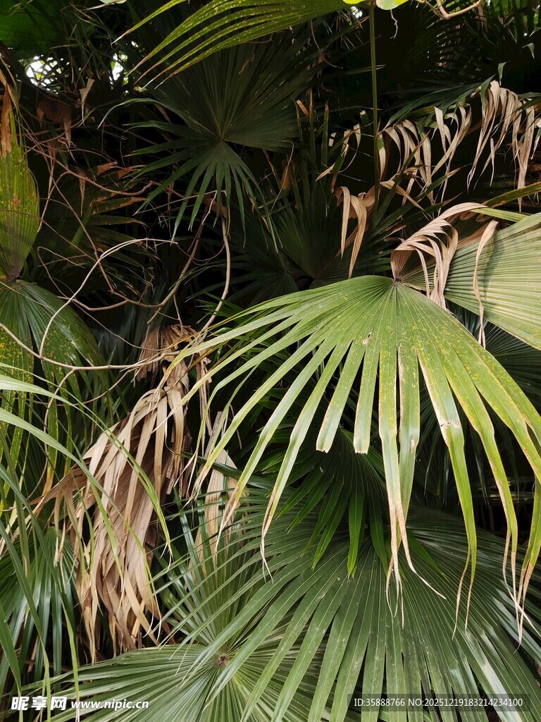 翠绿棕榈叶的自然景致