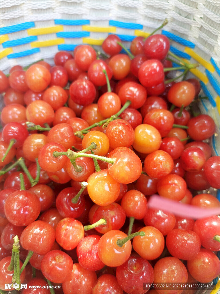 新鲜饱满的樱桃果实