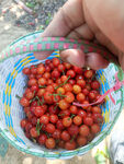 手捧篮中鲜艳诱人小樱桃