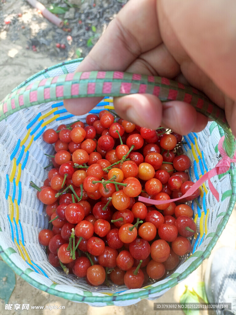 手捧篮中鲜艳诱人小樱桃