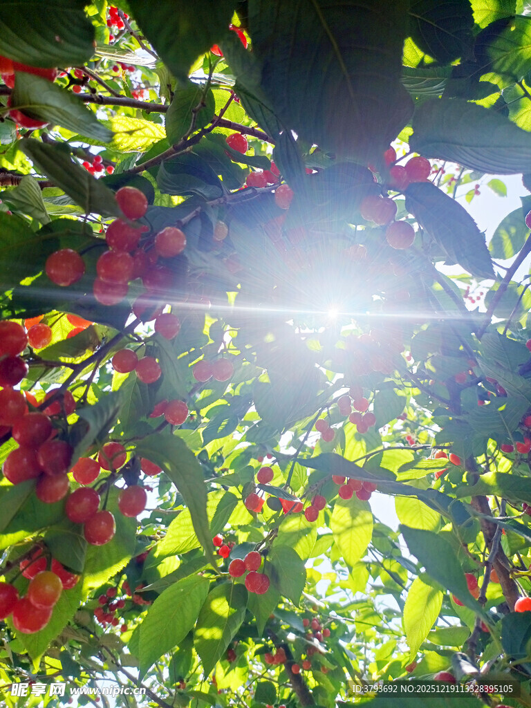 阳光洒落枝头的鲜艳果实