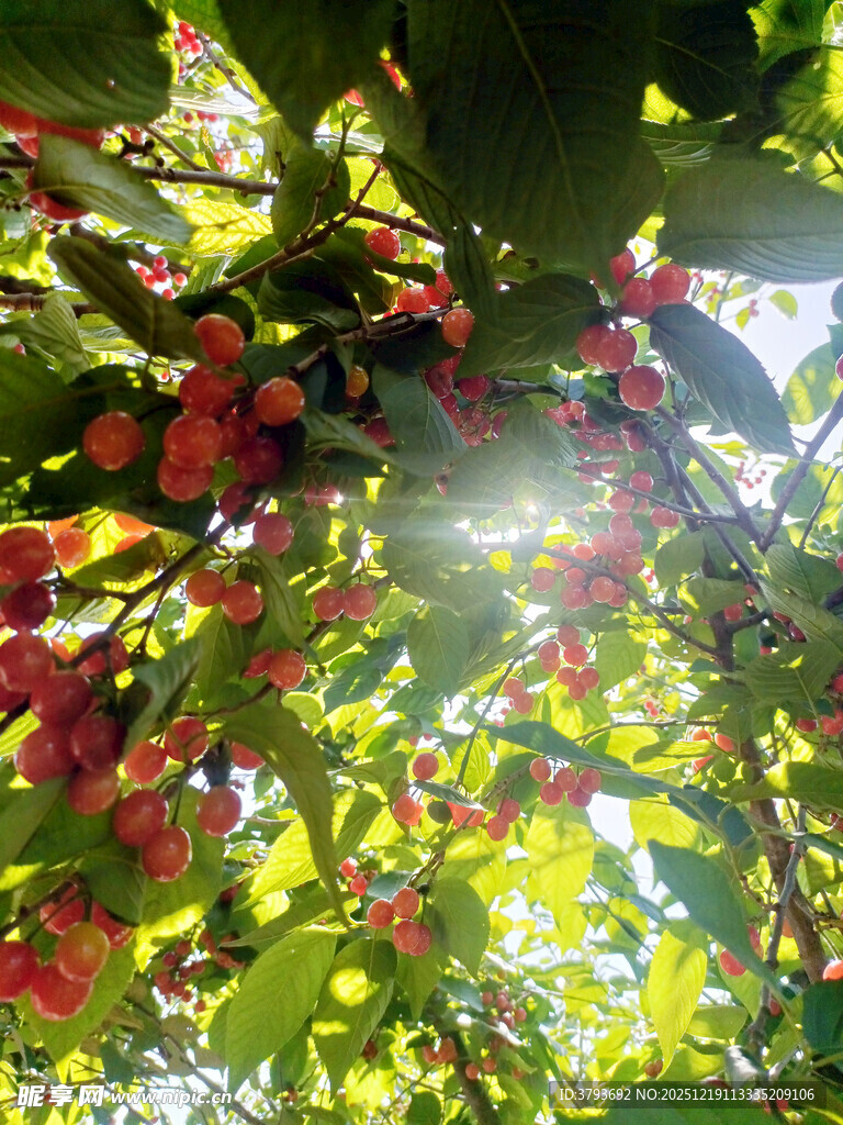 阳光照耀下的樱桃树