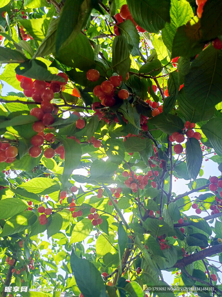 阳光照耀下的繁茂果实