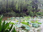荷塘柳影 夏日清幽景致