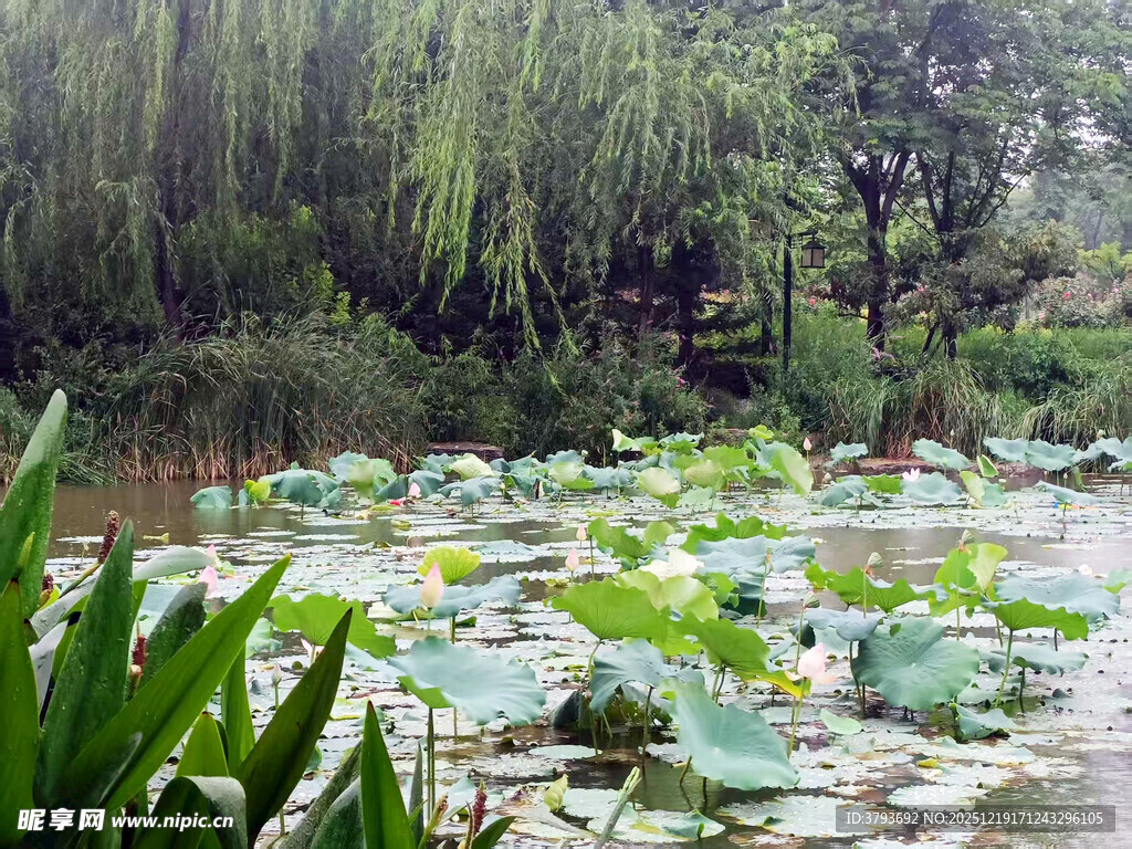 荷塘柳影 夏日清幽景致