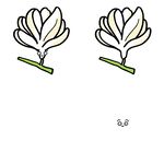 两朵简约线条绘制的玉兰花