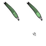 手绘豆角与掉落种子