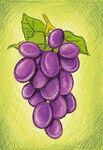 一串紫葡萄插画