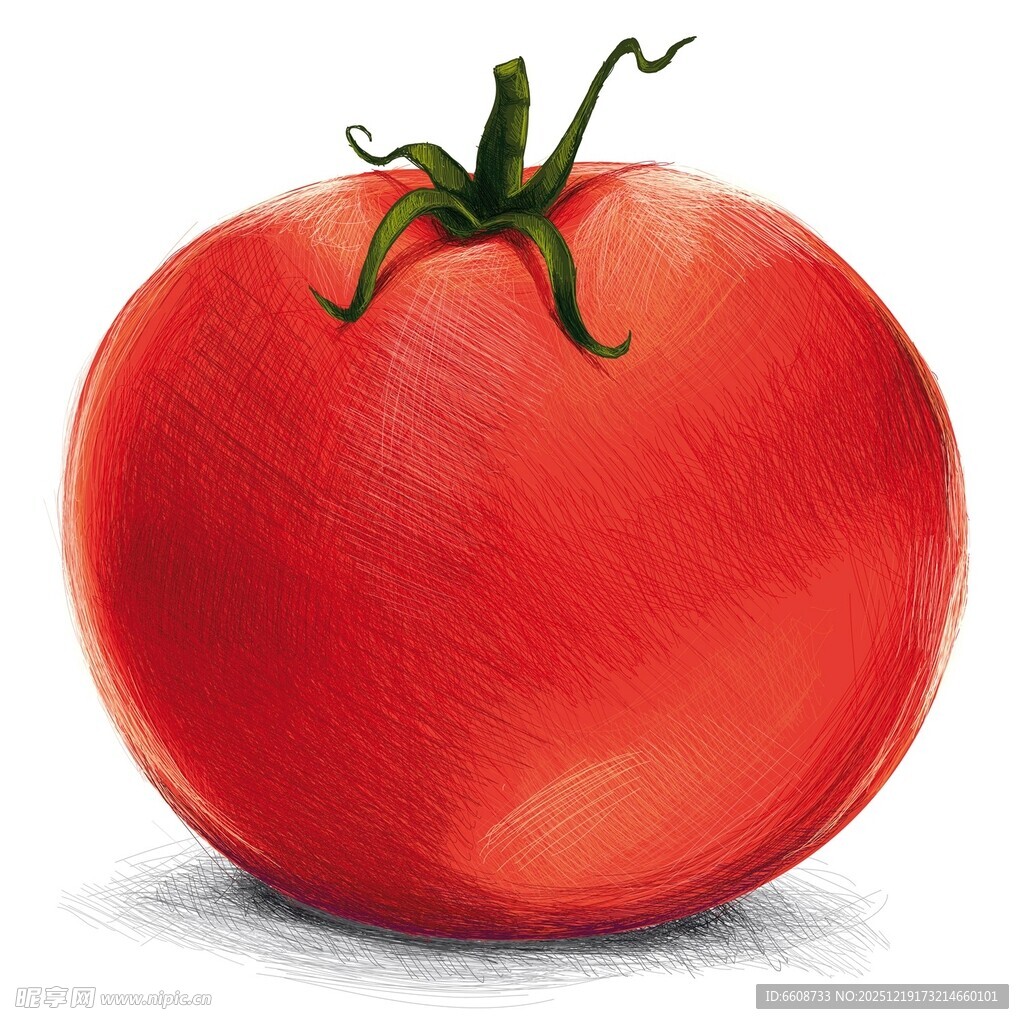 鲜红饱满的手绘番茄