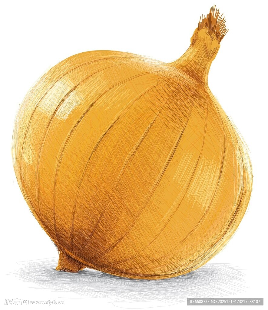 单个黄洋葱特写