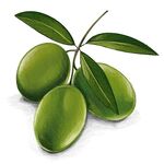 鲜绿橄榄枝上果实饱满