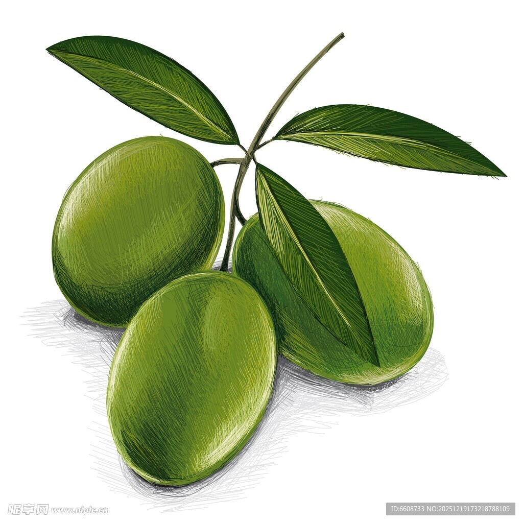 鲜绿橄榄枝上果实饱满