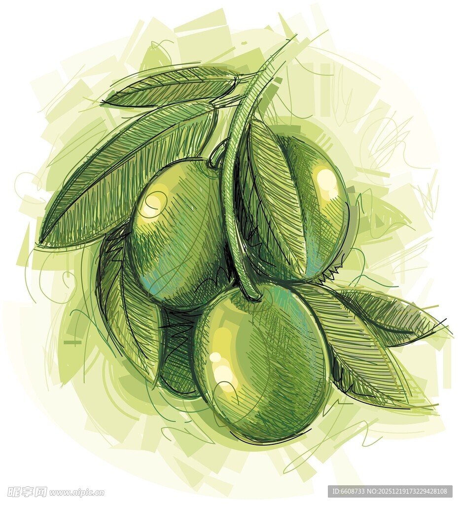 手绘青橄榄与枝叶
