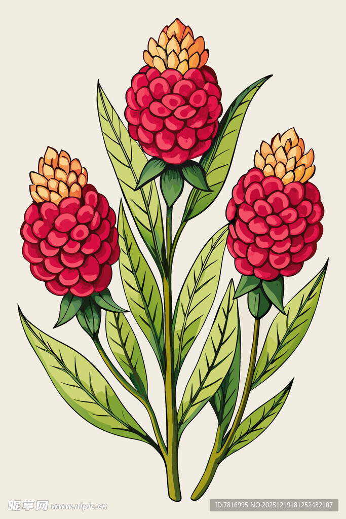三朵红穗植物插画