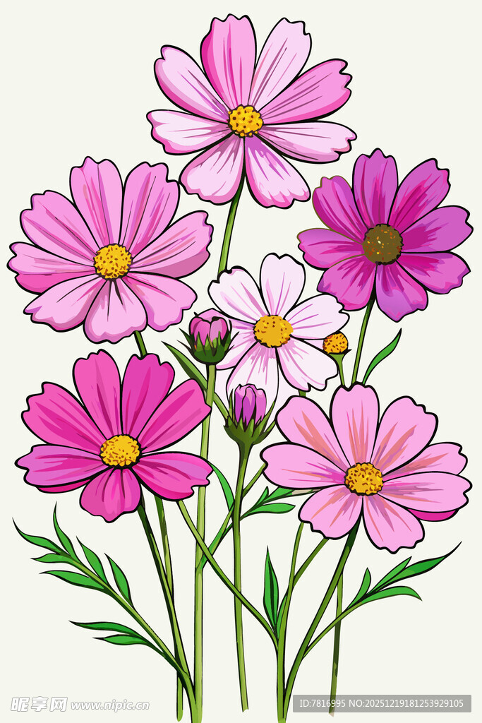 美丽波斯菊插画