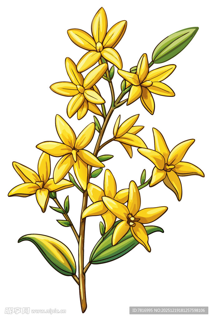 黄色星状花朵植物插画