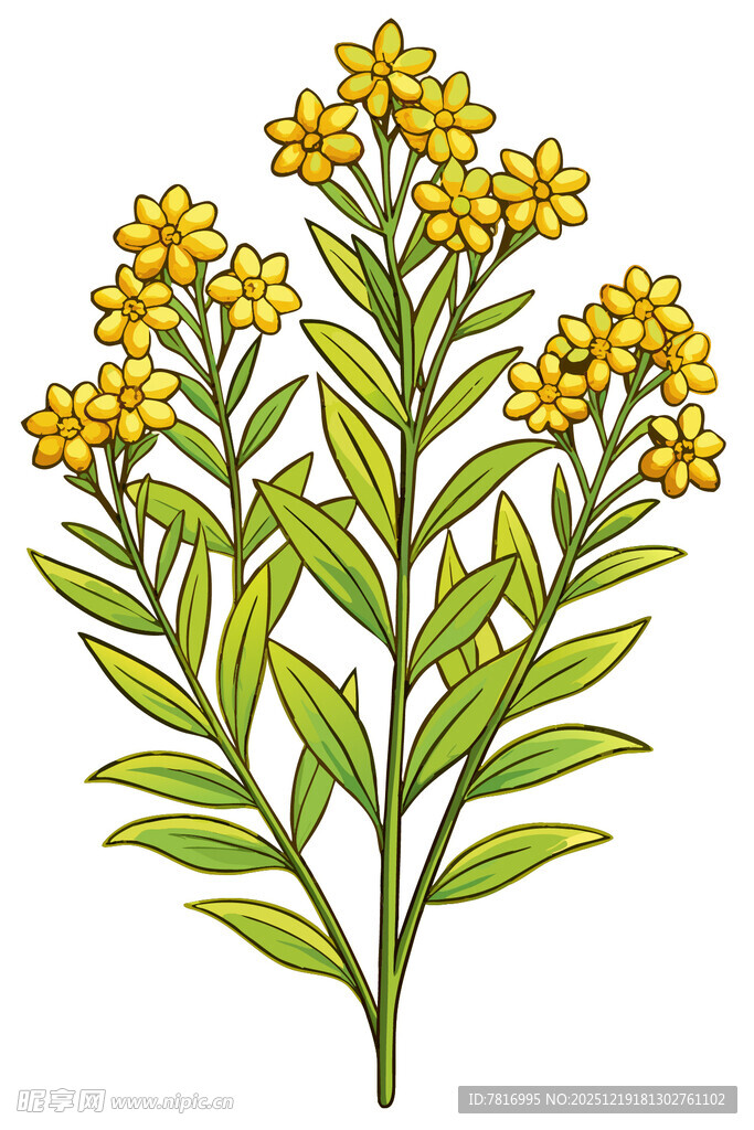 黄色小花植物插画