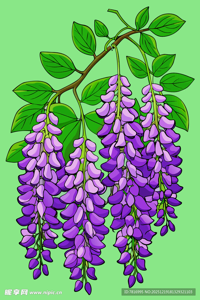 垂挂的紫色紫藤花