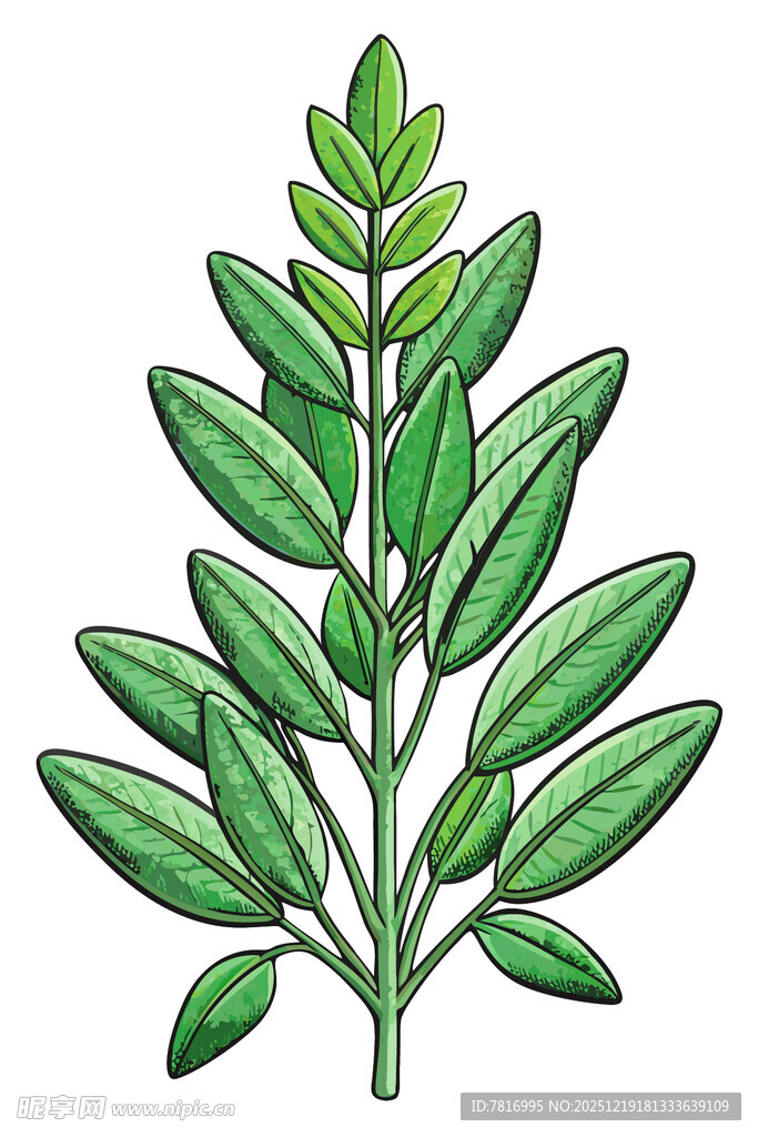 手绘绿色植物枝叶插画