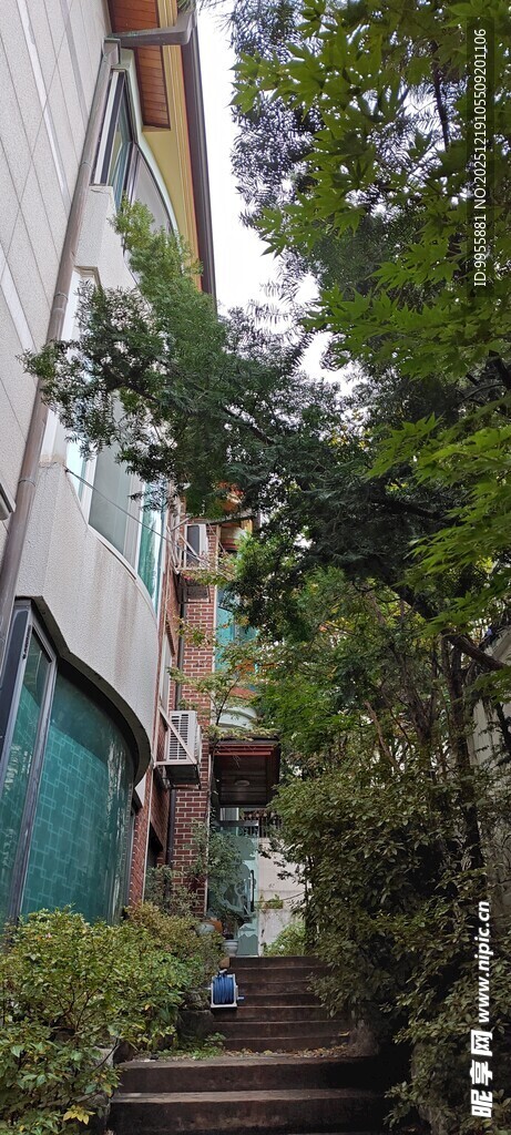 韩国首尔小巷绿植环绕的静谧景致