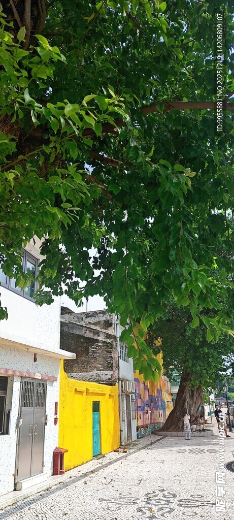 大湾区澳门绿荫下的多彩街道