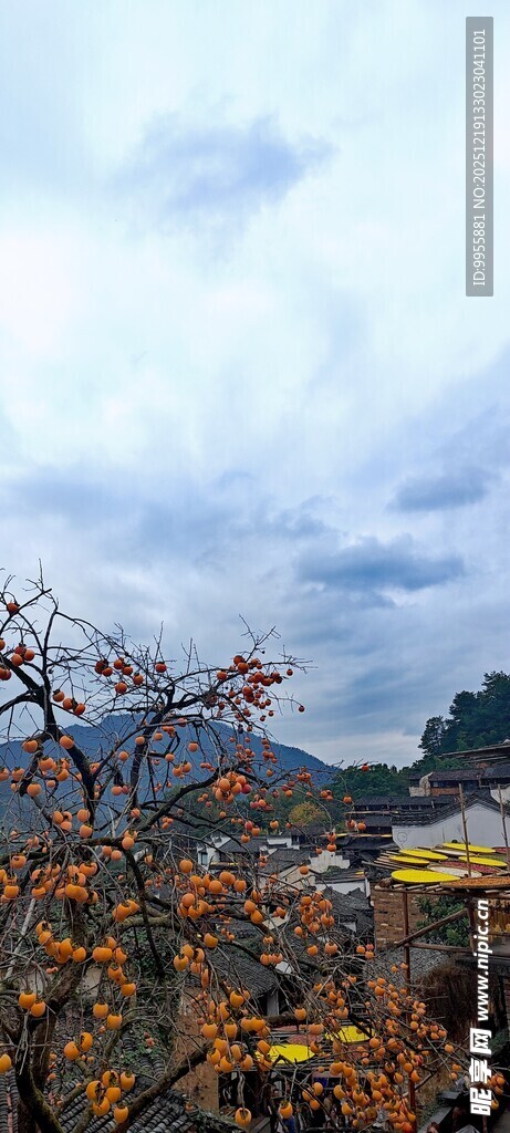 山间秋景枝头果实初现