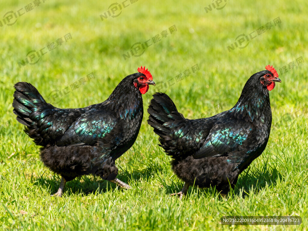 一公一母两只乌鸡