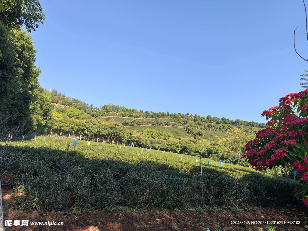山间绿野繁花点缀 茶山