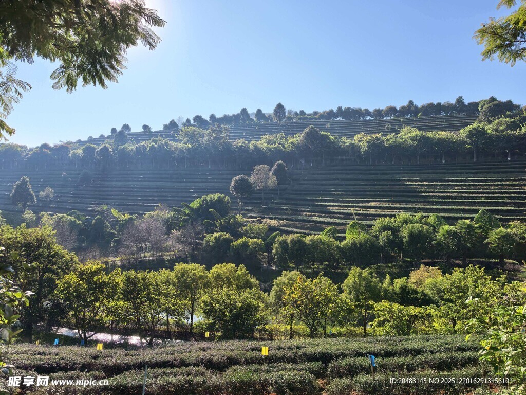 茶山  山间绿意盎然的田园风光