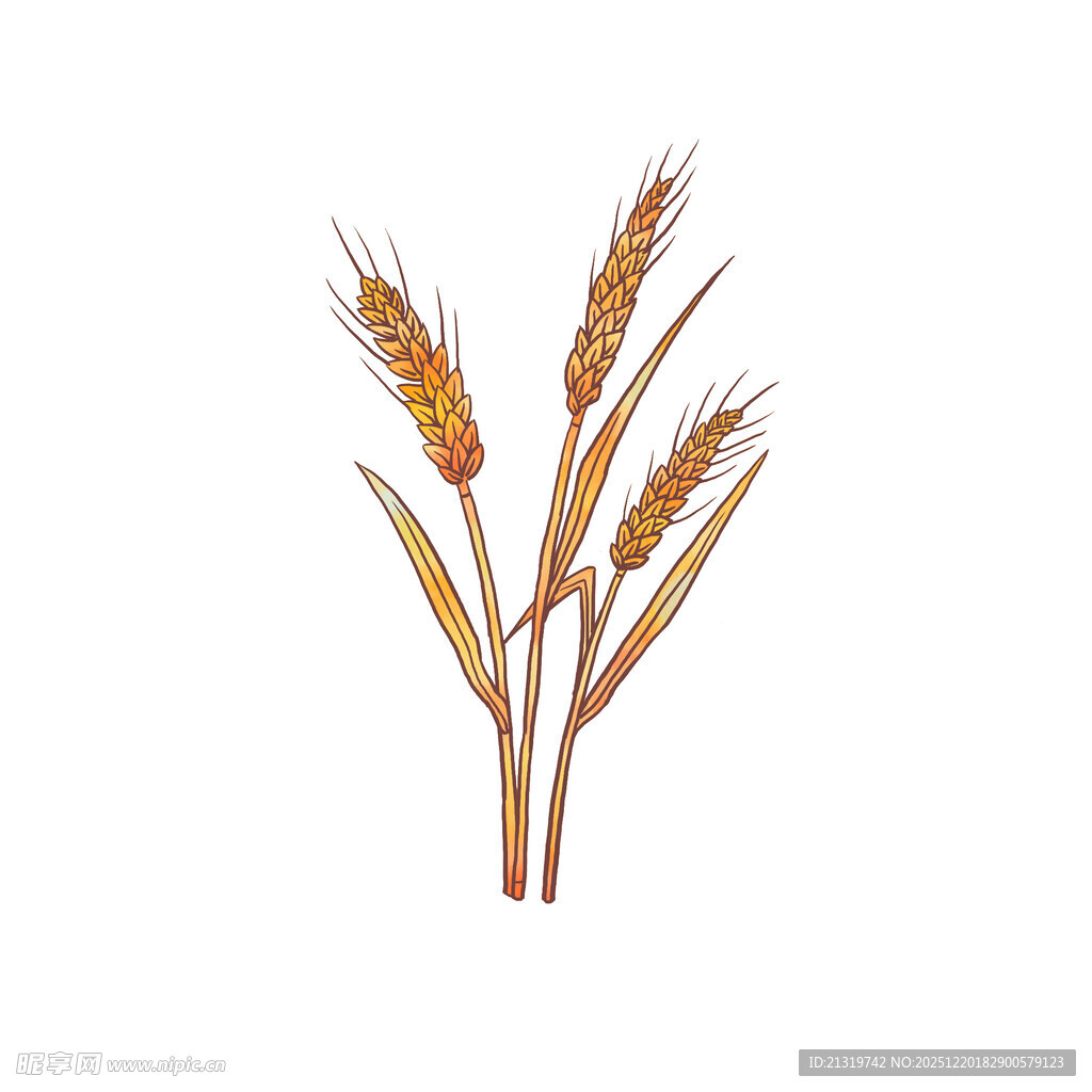 小麦素材