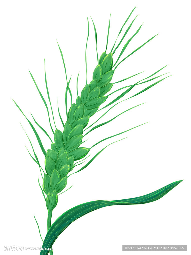 小麦插画