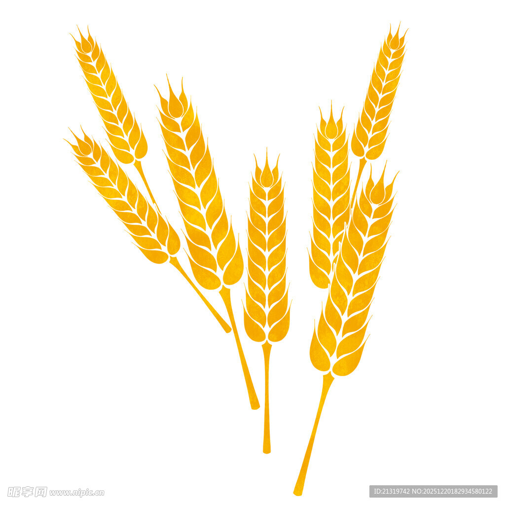 小麦插画