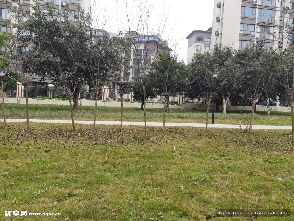 城市中的绿地与树木景观