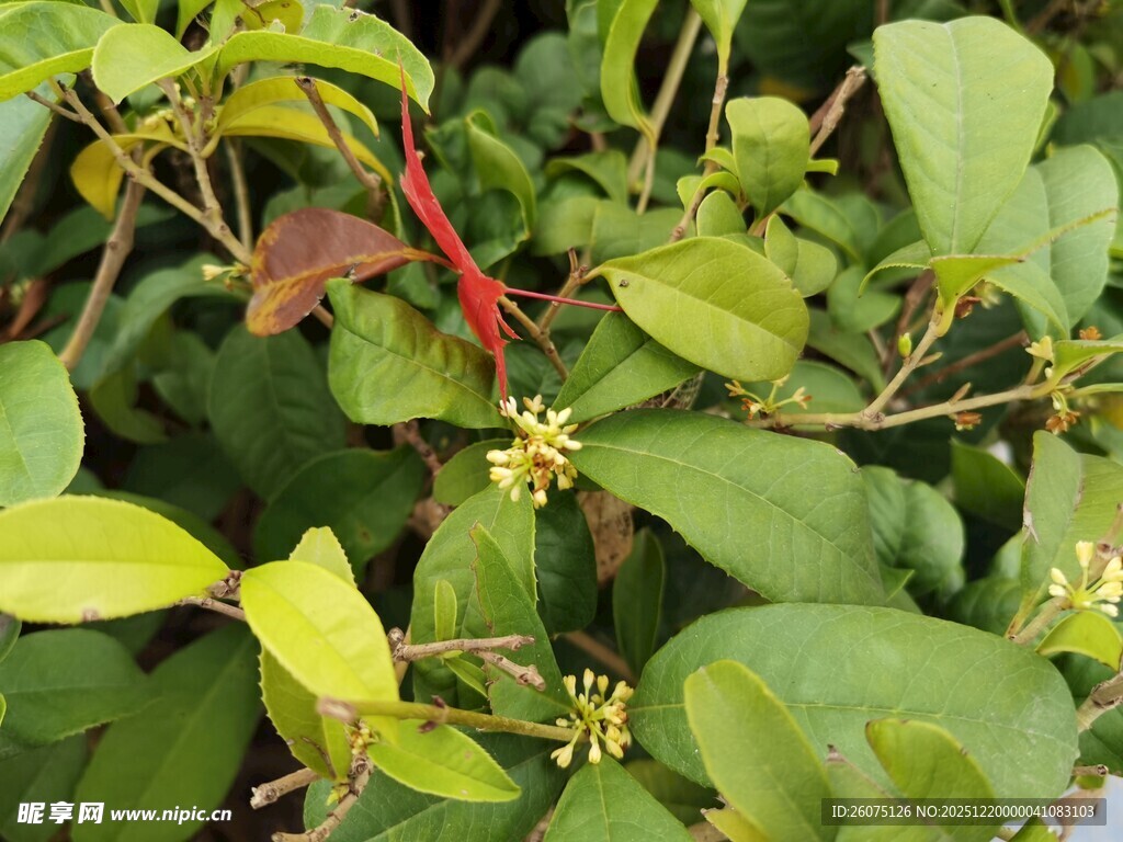 绿叶间的黄色小花