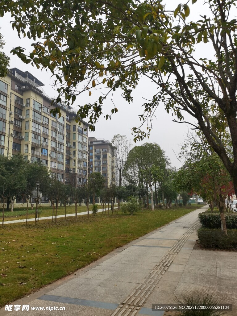 小区旁宁静的林荫步道