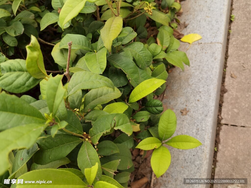 路边翠绿植物生机勃勃